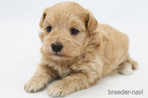 成約済の神奈川県のマルプー:マルチーズ×トイプードル-305805の5枚目